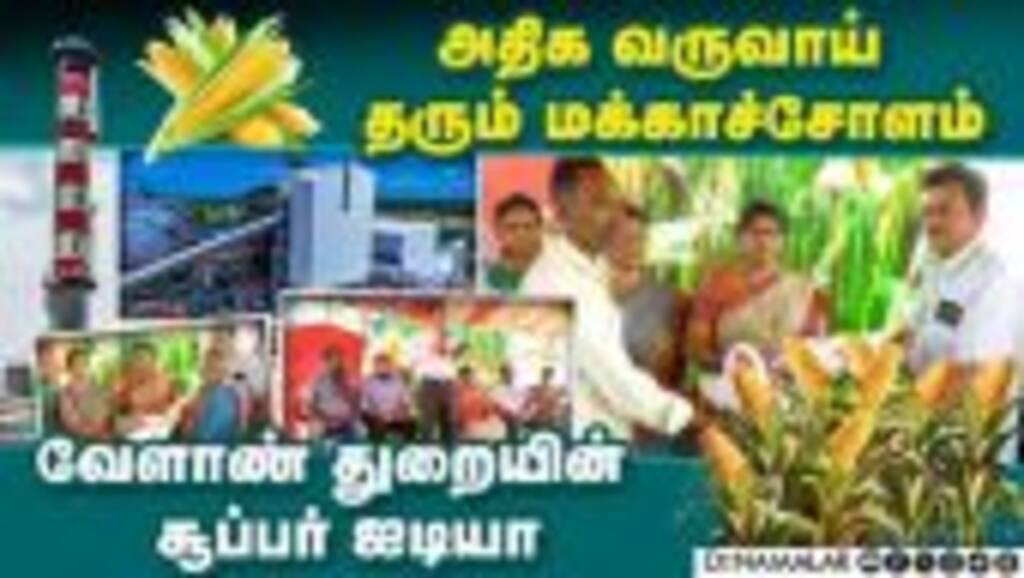 மக்காச்சோளம் சாகுபடி - விவசாயிகளுக்கு அடிக்கப்போகும் ஜாக்பாட் | Maizecultivation | Cornproduction