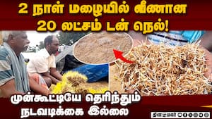 மழையில் முளைத்த நெல்மணிகள்; விவசாயிகள் அவதி  