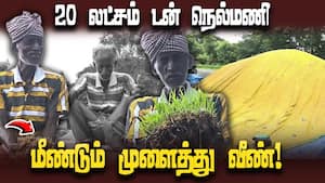 டெல்டா மாவட்ட விவசாயிகள் கண்ணீர்  Negligence in not purchasing Paddy Delta District Farmers Affected