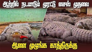 அமராவதி ஆற்றில் கால் வைத்தால் அம்புடுதேன் | Crocodile Farm in Amaravati River img