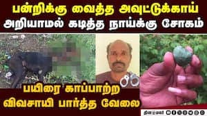அவுட்டுக்காயை கடித்த நாய் பலி: பொங்கி எழுந்த சமூக ஆர்வலர் Coimbatore dog dies Outugai explode kovai