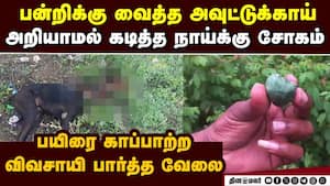 அவுட்டுக்காயை கடித்த நாய் பலி: பொங்கி எழுந்த சமூக ஆர்வலர் Coimbatore dog dies Outugai explode kovai