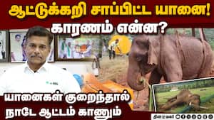 யானைகள் வனத்தை தாண்டாமல் இருக்க ஒரே தீர்வு இது தான்!