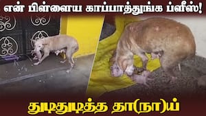 மழையில் மலர்ந்த மனிதம் | Dog rescue img