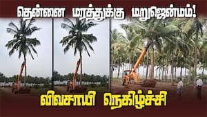 வேருடன் பெயர்த்து மறு நடவு 