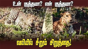 உன் குத்தமா? என் குத்தமா? வலியில் சீறும் சிறுத்தை!