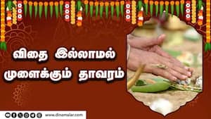 விதை இல்லாமல் முளைக்கும் தாவரம்  