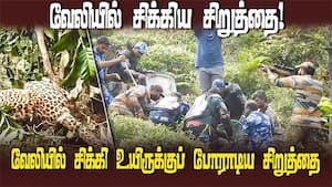 தோட்டத்து வேலியில் சிக்கி உயிருக்குப் போராடிய பெண் சிறுத்தை  