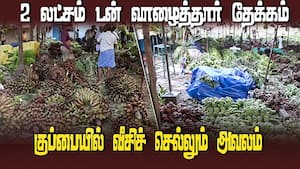 திருச்சி காந்தி மார்க்கெட் வாழை மண்டியில் மலைபோல் குவிந்த வாழைத்தார்  