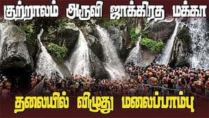 குற்றாலம் அருவி ஜாக்கிரத மக்கா தலையில் விழுது ‛மலைப்பாம்பு'  