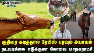 குதிரை கடித்தால் ரேபிஸ் பரவும் அபாயம் | நடவடிக்கை எடுக்குமா கோவை மாநகராட்சி img