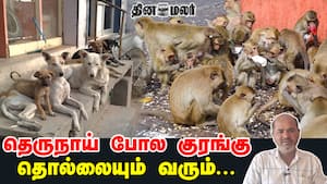தெருநாய் போல குரங்கு தொல்லையும் வரும்...