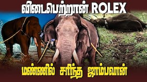 வெட்டினரி டாக்டர்கள் முன்னிலையில் போஸ்ட்மார்ட்டம் 