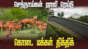 கொடைக்கானல் பேரி தோட்டங்களில் முகாமிட்டுள்ள செந்நாய்கள்   