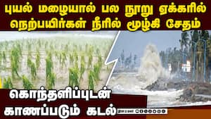 டிட்வா புயலால் சேதமான  பயிர்கள் விவசாயிகள் கவலை   