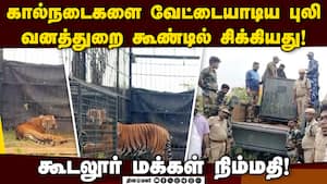 ராட்சத கூண்டு வைத்து புலியை பிடித்த வனத்துறை Tiger Rescue  