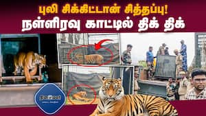 30 மாடுகளை கொன்று தின்ற கொடூரப் புலி  