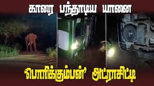 யானையை காட்டுக்குள் விரட்ட மக்கள் கோரிக்கை 