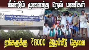 ராமநாதபுரத்தில் தொடர் மழையால் மீண்டும் முளைத்த நெல் மணி  