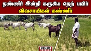 நெல் வயலில் கால்நடைகளை மேய்ச்சலுக்கு விடும் அவலம்  