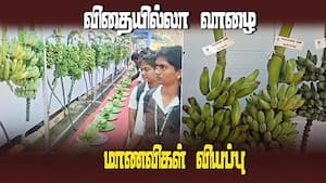 150 க்கும் மேற்பட்ட வாழை ரகங்களின் கண்காட்சி  