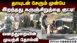 தாயை பிரிந்த சிறுத்தை குட்டி உயிரிழந்த சோகம் leopard cub  