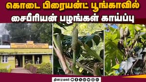 மூலவியாதிக்கு தீர்வு காணும் அரிய வகை சைபீரியன் பழங்கள்  