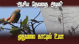 அதிகாலை மனதை மயக்கும் ரம்யமான காட்சி | Bird census img