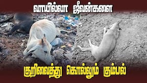 மதுரையில் தொடரும் மாடுகள், நாய்கள் இறப்பு குறித்து போலீசார் விசாரணை  