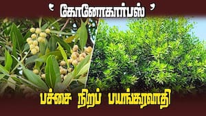 அரசு தடை விதித்தும் கண்டு கொள்ளாத அதிகாரிகள்  