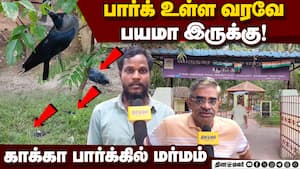 அதிகரிக்கும் காக்கா மரணம்! காரணம் என்ன?  