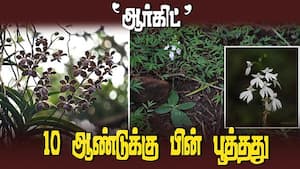 அழிவின் விளம்பில் 'ஆர்கிட்' மலர்  