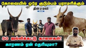 கோவையில் ஒரே குடும்பம் பராமரிக்கும் 50 ஜல்லிக்கட்டு காளைகள்! காரணம் ஏன் தெரியுமா?