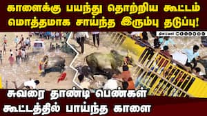 வடக்கூர் மஞ்சுவிரட்டில் அடுத்தடுத்து சம்பவம்: 10க்கு மேற்பட்டோர் காயம்  