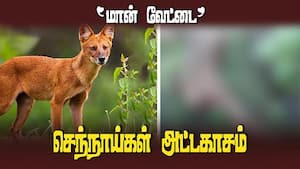 பேரித் தோட்ட பதுங்குக் குழிகளில் பதுங்கும் செந்நாய்கள்  