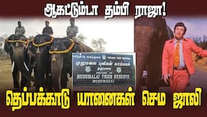 முதுமலை தெப்பக்காடு யானைகள் முகாமில் தடபுடல் பொங்கல் விழா  