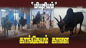 உடுமலை ஆர்.கே.ஆர். கல்வி நிறுவனம் நடத்தும் காங்கேயம் காளை மியூசியம்  