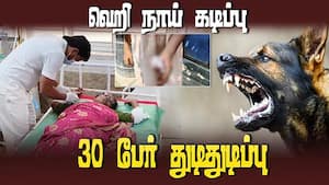 தெரு, சொறி, வெறி நாய்களை கட்டுப்படுத்துவதில் உள்ளாட்சி அமைப்புகள் அசால்ட்  