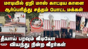 மாடியில் கெத்து காட்டிய காளை:ஆர்ப்பரித்த மக்கள்; வைரல் வீடியோ Viral video Jallikattu manju virattu