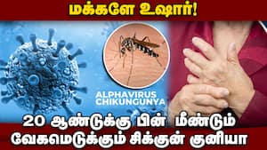 தமிழகத்தில் மீண்டும் வேகமெடுக்கும் சிக்குன் குனியா: கொசு உற்பத்தி பெருகியதால் பாதிப்பு chikungunya