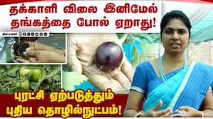 ஒட்டு கட்டும் தொழில்நுட்பத்தால் பிரச்னைக்கு தீர்வு கண்ட வேளாண் பல்கலைக்கழகம்! Horticulture | Tomato