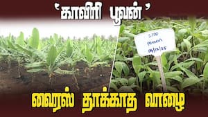 வாழை விவசாயிகள் ஹேப்பி  