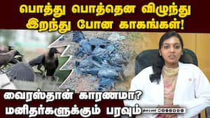 இறந்து கிடக்கும் பறவைகளை தொட்டால் காத்திருக்கும் ஆபத்து  