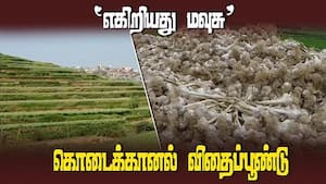 விதைப்பூ ண்டு கிடைக்காமல் விவசாயிகள் பரிதவிப்பு | Kodaikanal