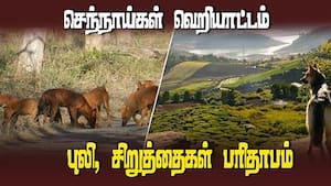 புலி, சிறுத்தை, காட்டெருமை உயிருக்கு அச்சுறுத்தல்  