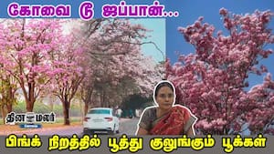 கோவை டூ ஜப்பான்... பிங்க் நிறத்தில் பூத்துகுலுங்கும் பூக்கள்