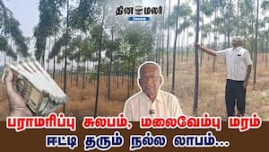 பராமரிப்பு சுலபம், மலைவேம்பு மரம் ஈட்டி தரும் நல்ல லாபம்...