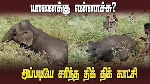 யானை உயிரைக் காப்பாற்ற போராடும் டாக்டர்ஸ் | Wild Elephant Rescue