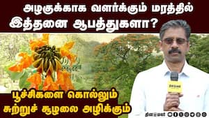 வெட்ட வெட்ட தழைக்கும் துலிப் மரம்; மறைந்திருக்கும் மர்மம்  