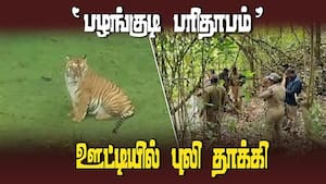 ஊருக்குள் அசால்ட்டாக வரும் புலிகள்  